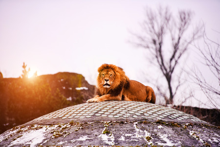 Beautiful Mighty Lionの写真素材