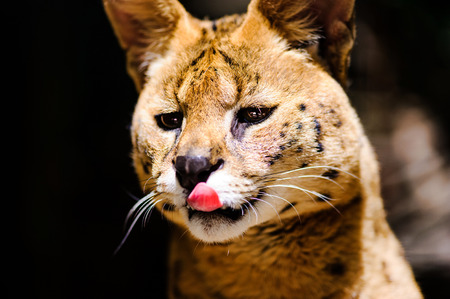 beautiful serval catの写真素材