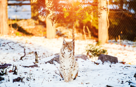 lynx in winterの写真素材
