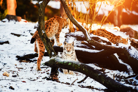 lynx in winterの写真素材