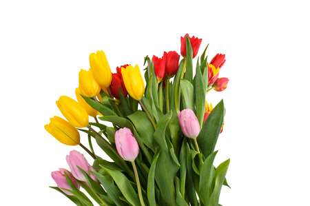 Set of different color tulips isolated on white background, , spring seasonの写真素材