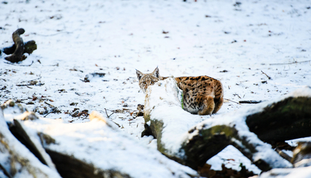 lynx in winterの写真素材