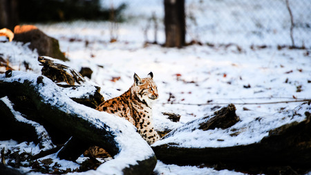 lynx in winterの写真素材