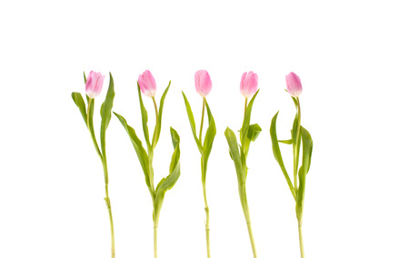 Pink tulips flowers isolated on white background.の写真素材