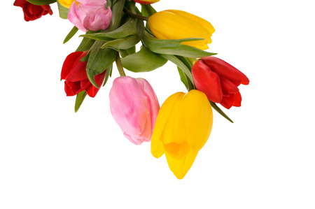 Set of different color tulips isolated on white background, , spring seasonの写真素材