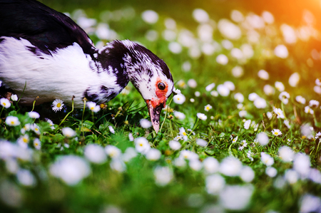 Duck on green grassの写真素材