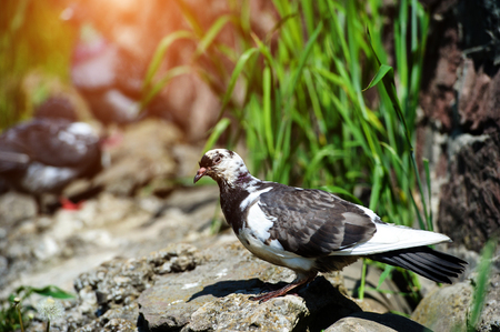 pigeon in the parkの写真素材