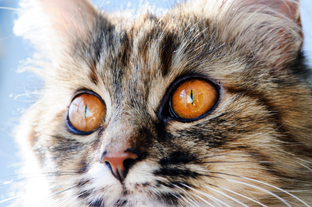 Sweet cat, very playful, with yellow eyesの写真素材