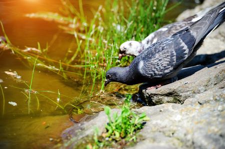 pigeon in the parkの写真素材
