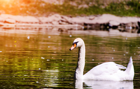 Beautiful young swan in lakeの写真素材