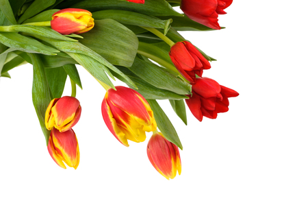 Set of different color tulips isolated on white background, , spring seasonの写真素材