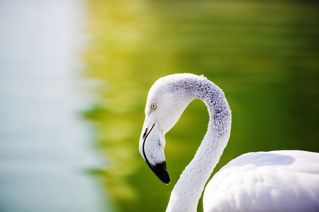 Flamingo in the lakeの写真素材