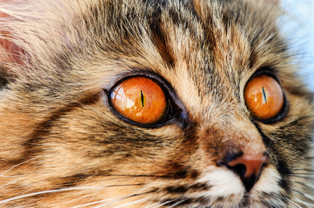 Sweet cat, very playful, with yellow eyesの写真素材
