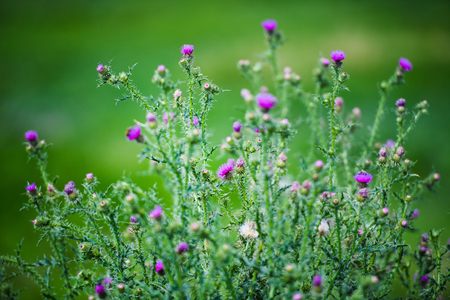 beautiful spring flowersの写真素材