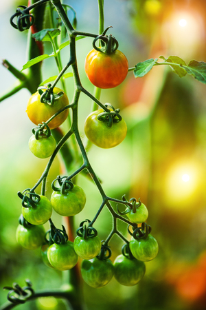 Ripe natural tomatoes growing on a branch in a greenhouse.の写真素材