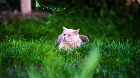 Sweet cat on green grassの写真素材