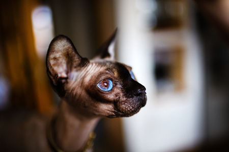 A beautiful gray sphinx catの写真素材