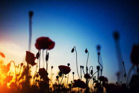 Beautiful field of red poppies in the sunset lightの写真素材