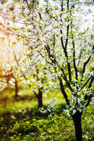 apple garden, blossom on tree, spring timeの写真素材