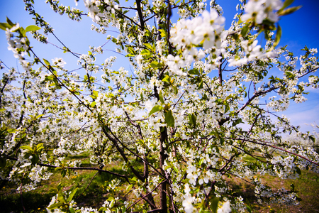 apple garden, blossom on tree, spring timeの写真素材