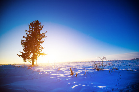 Winter beautiful landscapeの写真素材