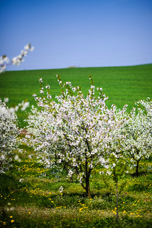 apple garden, blossom on tree, spring timeの写真素材