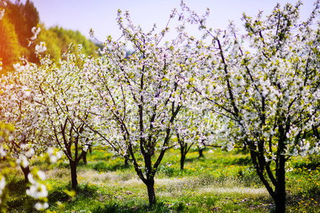 apple garden, blossom on tree, spring timeの写真素材