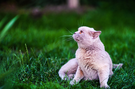 Sweet cat on green grassの写真素材