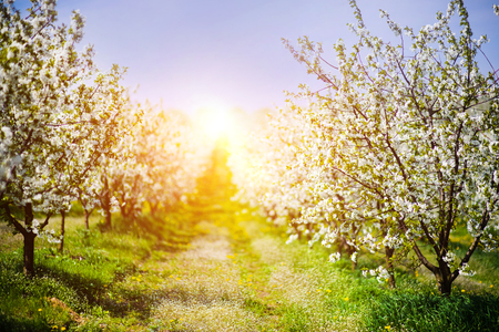 apple garden, blossom on tree, spring timeの写真素材