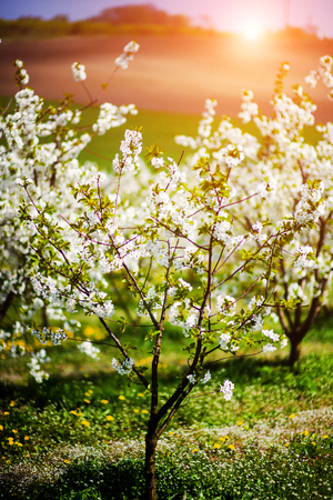 apple garden, blossom on tree, spring timeの写真素材