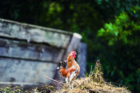 Free range chicken on a traditional poultry farmの写真素材