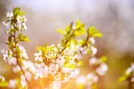 apple garden, blossom on tree, spring timeの写真素材