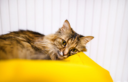 Sweet cat, very playful, with yellow eyesの写真素材