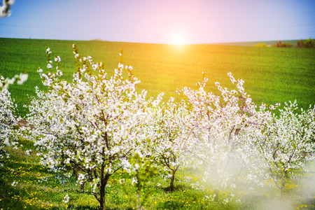 apple garden, blossom on tree, spring timeの写真素材