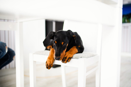 young Doberman puppy dogの写真素材