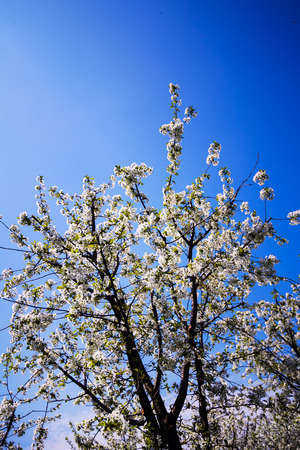 apple garden, blossom on tree, spring timeの写真素材