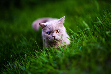 Sweet cat on green grassの写真素材