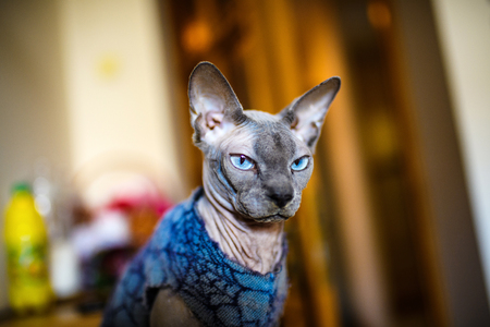A beautiful gray sphinx catの写真素材