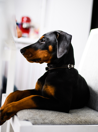 young Doberman puppy dogの写真素材