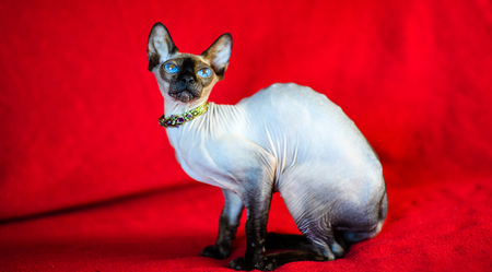 A beautiful gray sphinx catの写真素材