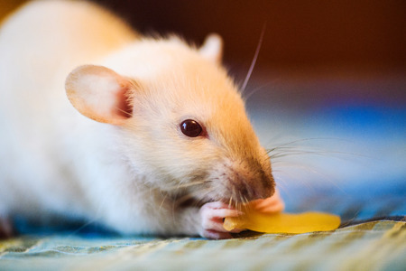 Funny curious white rat eat cheeseの写真素材