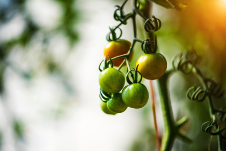 Ripe natural tomatoes growing on a branch in a greenhouse.の写真素材
