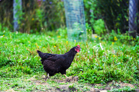 Free range chicken on a traditional poultry farmの写真素材