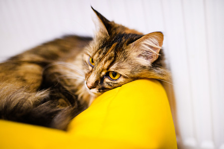 Sweet cat, very playful, with yellow eyesの写真素材