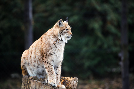 Lynx, Eurasian wild catの写真素材
