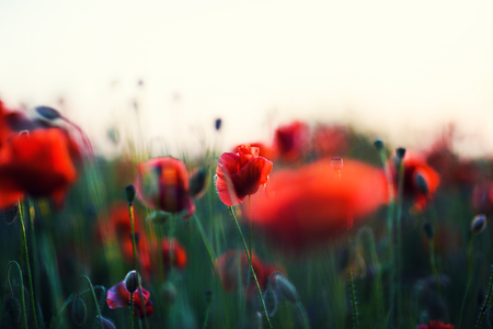Beautiful field of red poppies in the sunset lightの写真素材