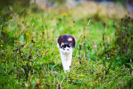 Funny hunting cat jumping through grassの写真素材