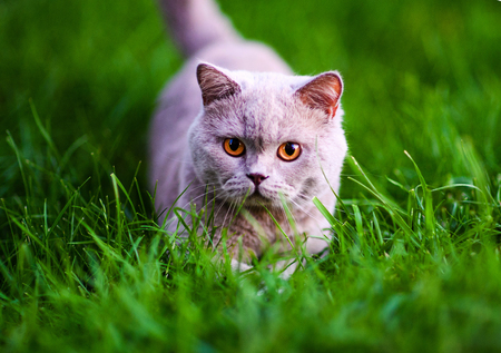 Sweet cat on green grassの写真素材