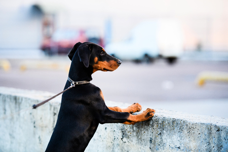 young Doberman puppy dogの写真素材