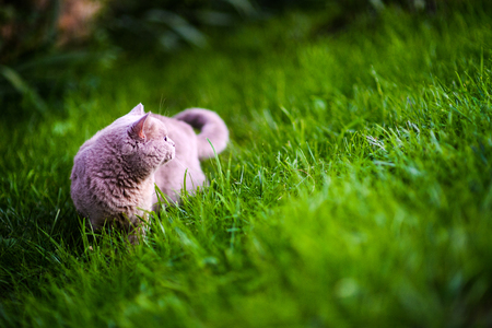 Sweet cat on green grassの写真素材